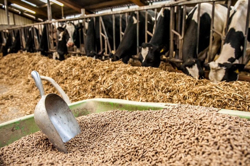 Enzymes In Animal Feed Unlocking Benefits And Exploring Future Uses