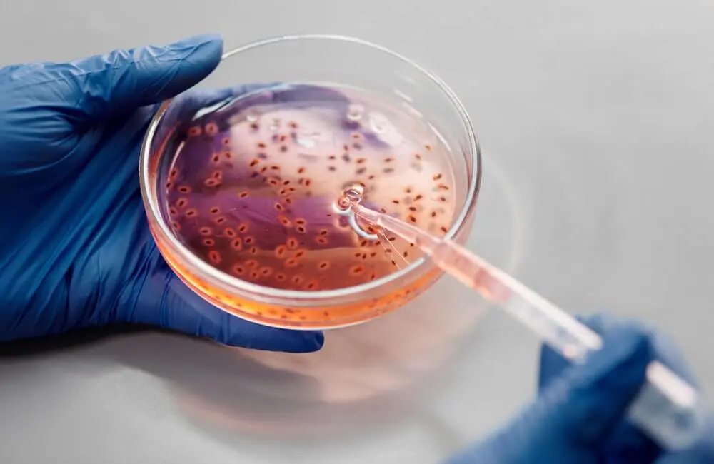 A Complete Guide of Papain Enzymes: Uses & Top Enzyme Suppliers in India