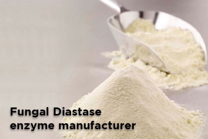 Aiding Digestion With A Fungal Diastase Enzyme Manufacturer