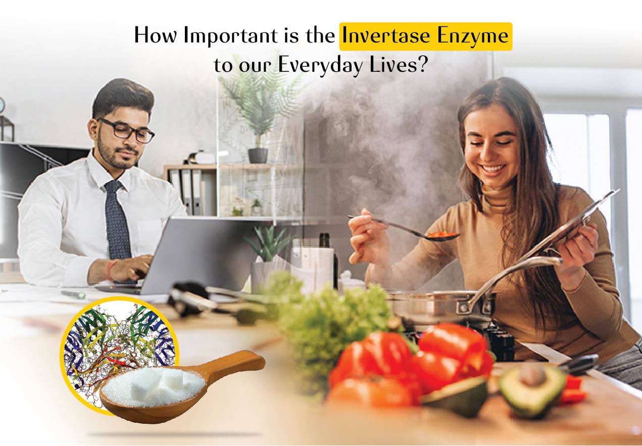 what-is-invertase-enzyme-how-to-make-invertase-enzyme