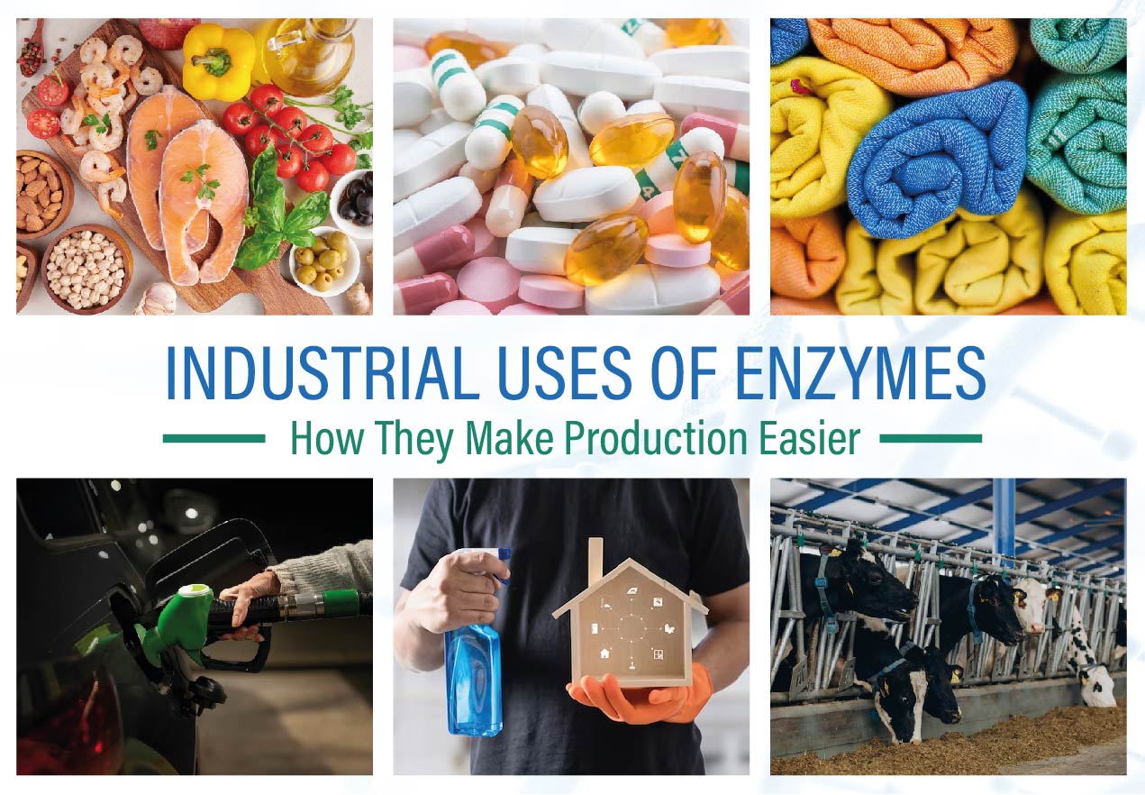 Industrial Uses Of Enzymes : How They Make Production Easier