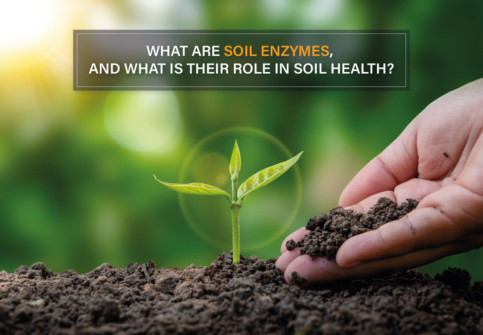 What Are Soil Enzymes, And What Is Their Role In Soil Health?