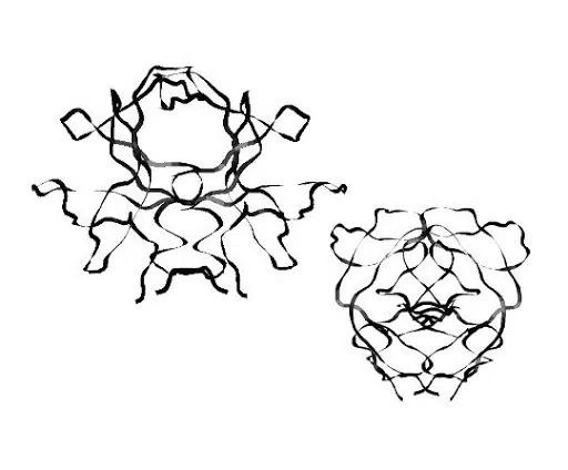 protein digesting enzyme