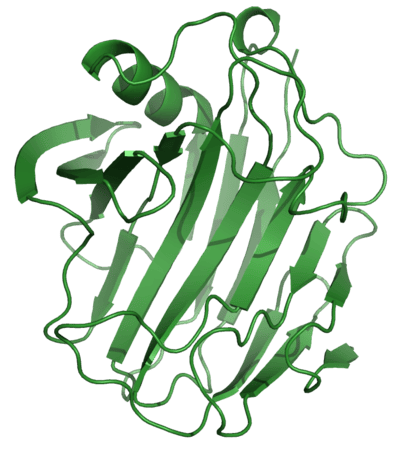 Lactase Enzyme