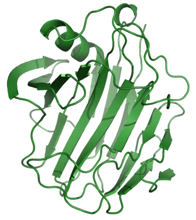 Lactase Enzyme