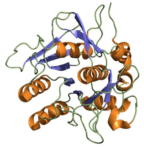 Nattokinase enzymes