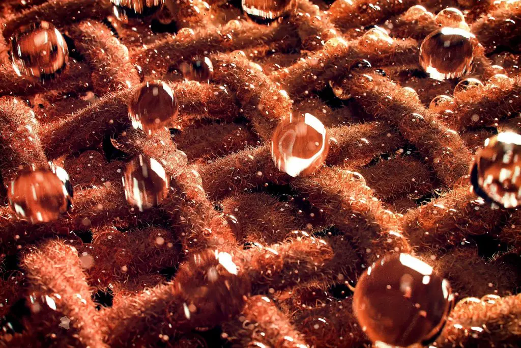 Cellulase enzymes