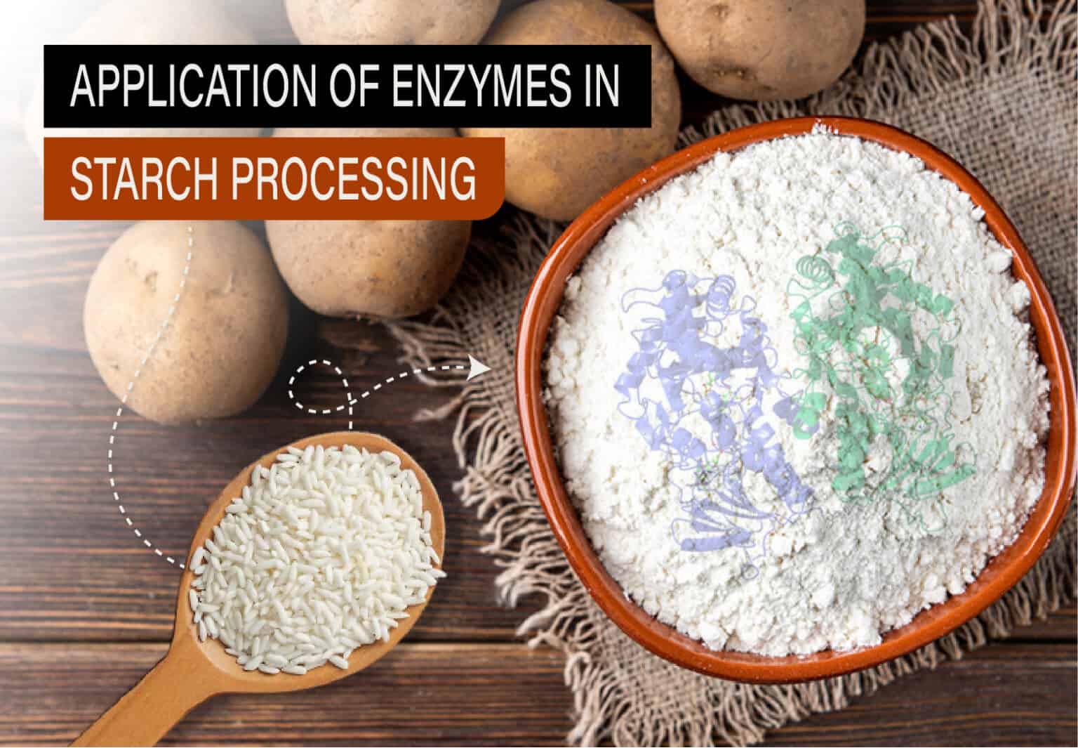 Application of Enzymes in Starch Processing