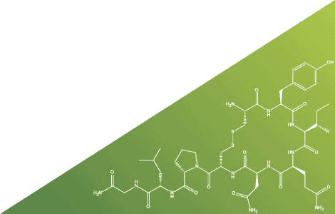 Use Of Alpha Amylase Enzyme In Different Industries