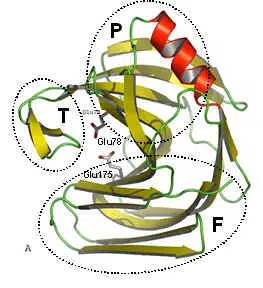 Serratiopeptidase Enzyme