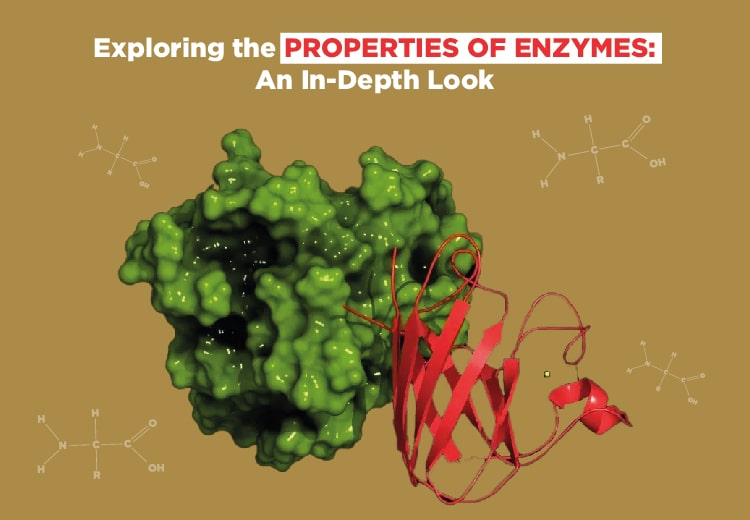 Exploring the Properties of Enzymes: An In-Depth Look