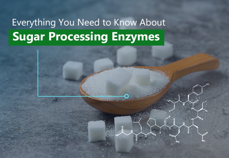 Everything You Need to Know About Sugar Processing Enzymes