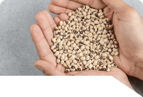 Enzymes For Animal Feed