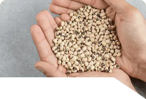 Enzymes For Animal Feed