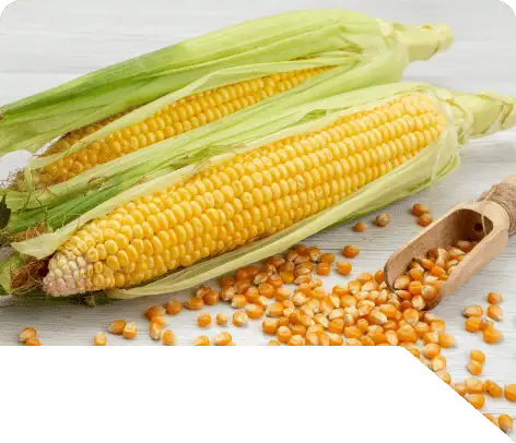 Starch processing enzymes