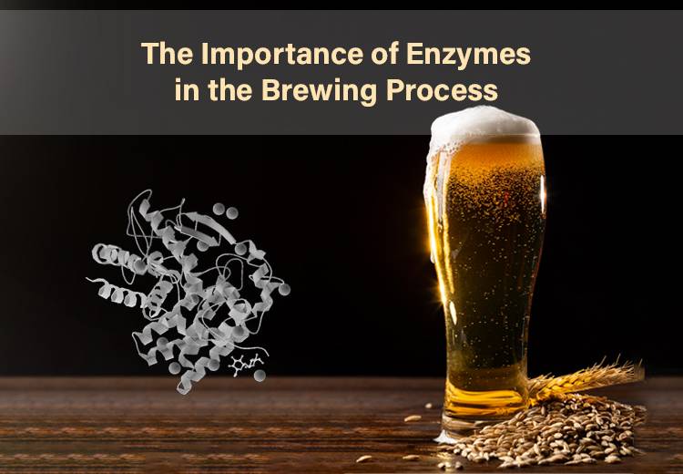 The Importance of Enzymes in the Brewing Process: Everything You Need to Know