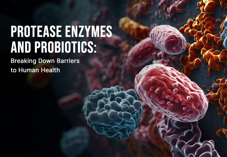 Protease Enzymes and Probiotics: Breaking Down Barriers to Human Health - Ultreze Enzymes