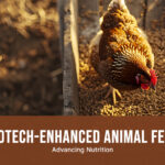 Animal feed enzymes