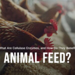 cellulase Enzymes benefits for animal feed