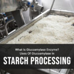 What Is Glucoamylase Enzyme? Uses Of Glucoamylase In Starch Processing