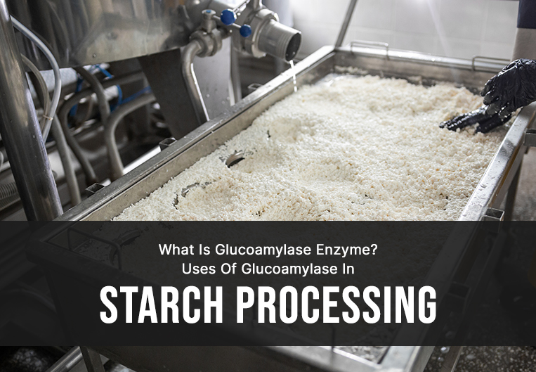 What Is Glucoamylase Enzyme? Uses Of Glucoamylase In Starch Processing