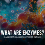 Ultrez BB (What Are Enzymes..