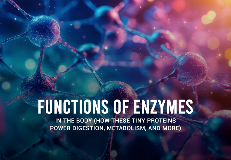 Functions of Enzymes in the Body (How These Tiny Proteins Power Digestion, Metabolism, and More)