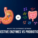 Digestive Enzymes vs Probiotics: A Complete Guide