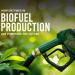 How Enzymes in Biofuel Production Are Powering the Future