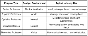 Types of Protease Enzyme