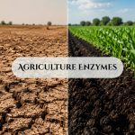 Comparison of poor soil versus healthy soil improved by agriculture enzymes